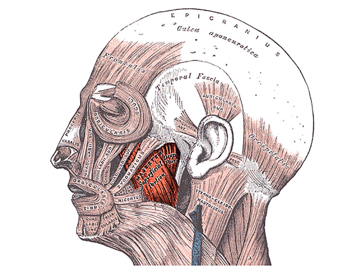 Cheekbone Pain - Minnesota Neck and Pain Clinic